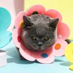 Soft Sunflower Cat Recovery Collar